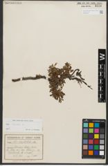 Foto von Salix retusa L.